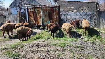 Продаю | Овца (самка) | Для разведения | Матка at lalafo.kg Продаю | Овца (самка) | Для разведения | Матка