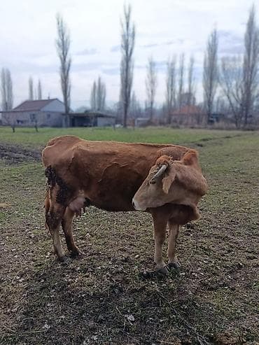 Продаю | Корова (самка) | Полукровка | Для молока | Привязанные at lalafo.kg Продаю | Корова (самка) | Полукровка | Для молока | Привязанные