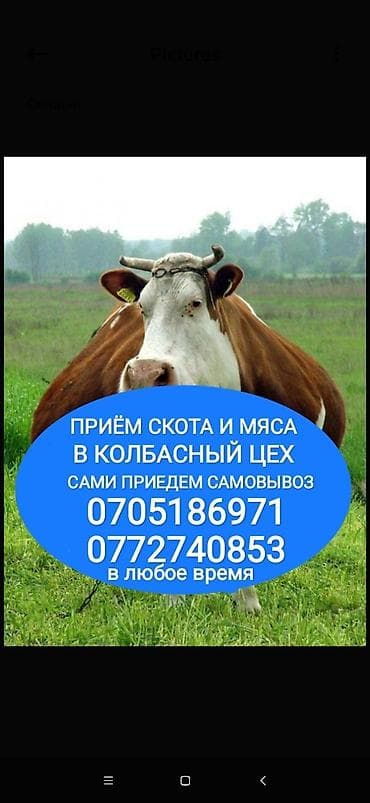 Частное лицо, Колбасный цех : Коровы, быки, Лошади, кони, Другие с/х животные, | Круглосуточно, Любое состояние, Забитый at lalafo.kg Частное лицо, Колбасный цех : Коровы, быки, Лошади, кони, Другие с/х животные, | Круглосуточно, Любое состояние, Забитый