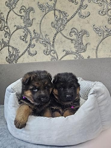 Немецкая овчарка, 1 месяц, Самка at lalafo.kg Немецкая овчарка, 1 месяц, Самка