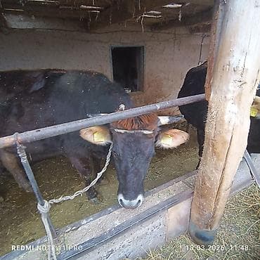 Продаю | Бык (самец) | На откорм | Привязанные at lalafo.kg Продаю | Бык (самец) | На откорм | Привязанные