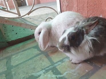 Деңиз чочколору: Домашние кролики, пара. Описание: - Породы и внешний вид: один кролик lalafo.kg да — 3 Деңиз чочколору: Домашние кролики, пара. Описание: - Породы и внешний вид: один кролик — 3