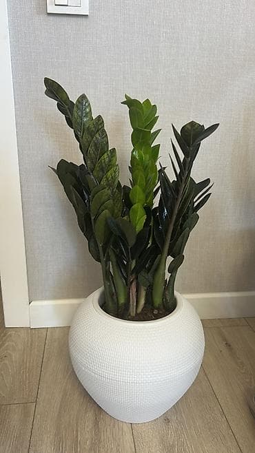 Замиокулькас (долларовое дерево) в декоративных кашпо. - Крупные at lalafo.kg Замиокулькас (долларовое дерево) в декоративных кашпо. - Крупные