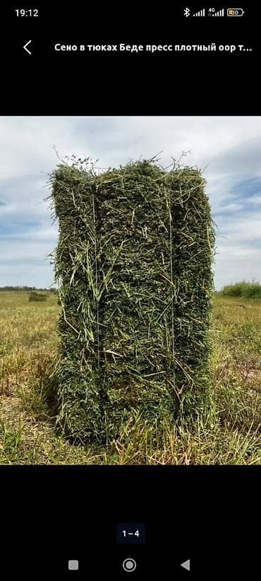 Тюки первый укос.Сухой плотный запрессован.Общ.село Беловодск at lalafo.kg Тюки первый укос.Сухой плотный запрессован.Общ.село Беловодск