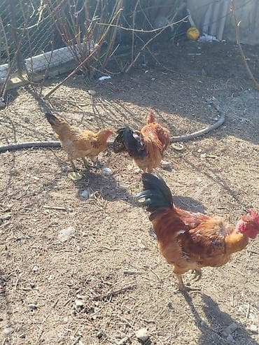 Продаю | Куры | Для разведения at lalafo.kg Продаю | Куры | Для разведения