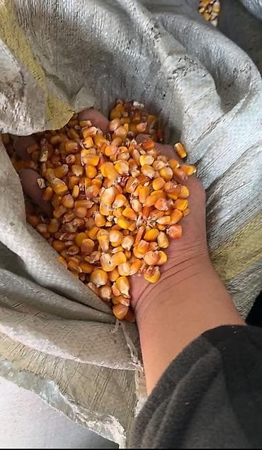 Кукуруза Жүгөрү местный чеченбаасы 24сомдон 5 тонна калды at lalafo.kg Кукуруза Жүгөрү местный чеченбаасы 24сомдон 5 тонна калды