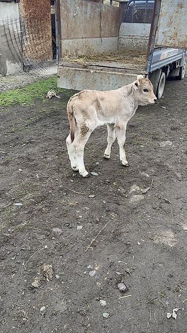 Продаю | Бык (самец) at lalafo.kg Продаю | Бык (самец)