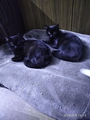 Пристраиваются кошечки в добрые руки. Кошечки здоровые at lalafo.kg Пристраиваются кошечки в добрые руки. Кошечки здоровые