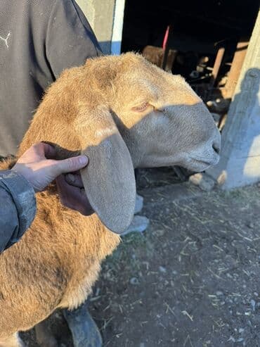 Продаю | Баран (самец) | Арашан | Для разведения | Осеменитель at lalafo.kg Продаю | Баран (самец) | Арашан | Для разведения | Осеменитель