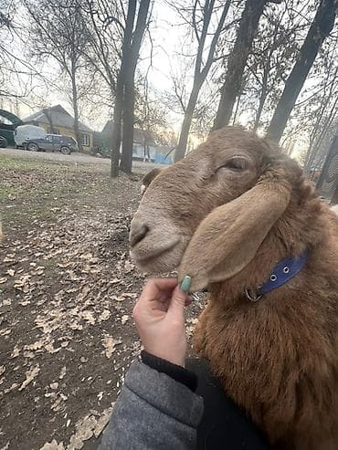 Продаю | Баран (самец) | Арашан | Для разведения | Племенные at lalafo.kg Продаю | Баран (самец) | Арашан | Для разведения | Племенные