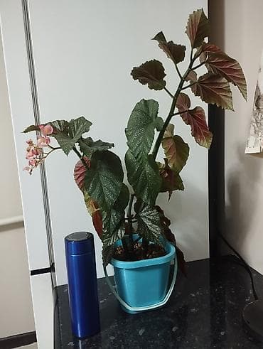 Бегония крылья ангела декоративно-лиственное и цветущее комнатное at lalafo.kg Бегония крылья ангела декоративно-лиственное и цветущее комнатное