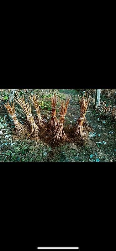 Саженцы at lalafo.kg Саженцы