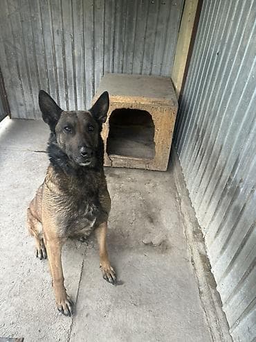 Вязка: Бельгийская овчарка, Самец, 4 года, С прививкой at lalafo.kg Вязка: Бельгийская овчарка, Самец, 4 года, С прививкой