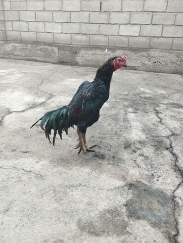 Продаю | Петух | Бойцовая | Для разведения at lalafo.kg Продаю | Петух | Бойцовая | Для разведения