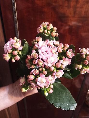 Антуриумдар: Каланхоэ Каландива (Kalanchoe blossfeldiana), махровые сорта. - lalafo.kg да — 4 Антуриумдар: Каланхоэ Каландива (Kalanchoe blossfeldiana), махровые сорта. - — 4