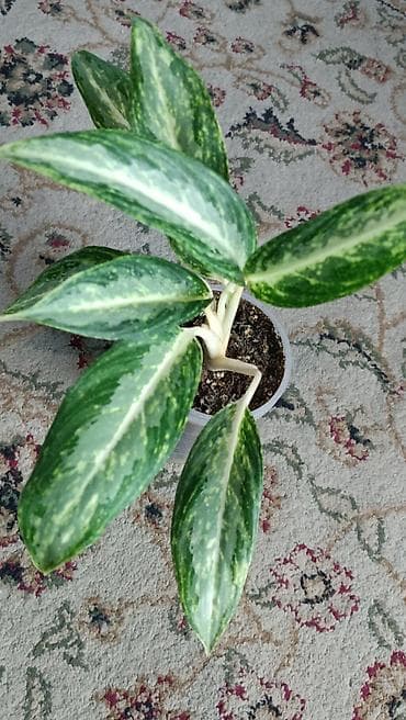 Аглаонема продажа 550 сом at lalafo.kg Аглаонема продажа 550 сом