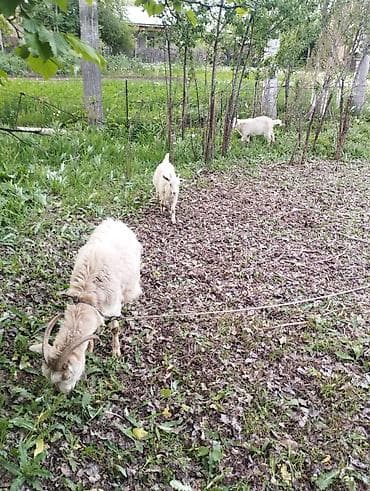 Продаю | Коза (самка) | Для молока at lalafo.kg Продаю | Коза (самка) | Для молока
