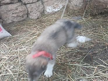 Собака даром: Алабай, 1 месяц, Самец at lalafo.kg Собака даром: Алабай, 1 месяц, Самец