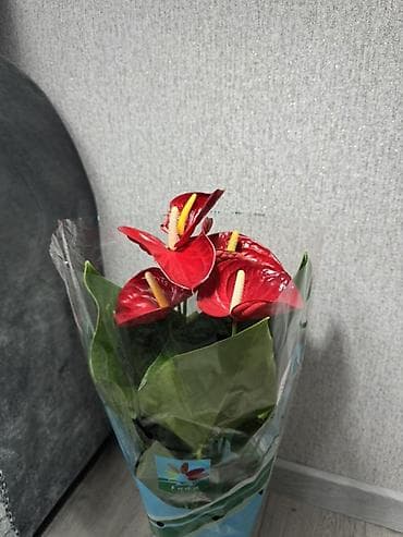 Антуриумдар: Цветы на подарок 8 марта!!!! Антуриум (Anthurium) в горшке - lalafo.kg да — 1 Антуриумдар: Цветы на подарок 8 марта!!!! Антуриум (Anthurium) в горшке - — 1