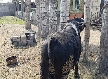 Продаю | Бык (самец) | На откорм | Привязанные at lalafo.kg Продаю | Бык (самец) | На откорм | Привязанные