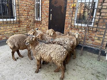 Продаю | Ягненок | Для разведения at lalafo.kg Продаю | Ягненок | Для разведения