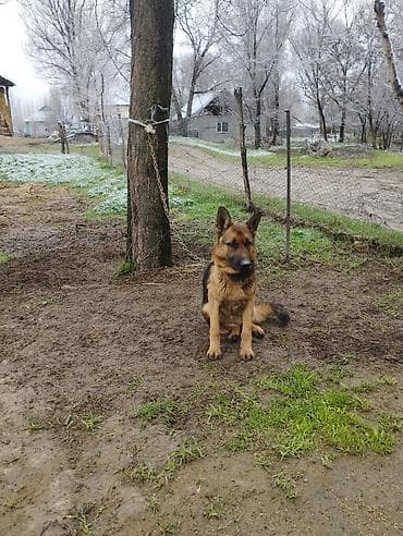 Немецкая овчарка - Порода: немецкая овчарка (чёрно-рыжий окрас at lalafo.kg Немецкая овчарка - Порода: немецкая овчарка (чёрно-рыжий окрас