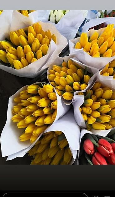 Тюльпаны с луковицей — ассортименты цветов и сортов оптом - at lalafo.kg Тюльпаны с луковицей — ассортименты цветов и сортов оптом -