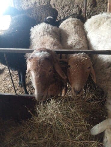 Продаю | Овца (самка) | Для разведения | Ярка at lalafo.kg Продаю | Овца (самка) | Для разведения | Ярка