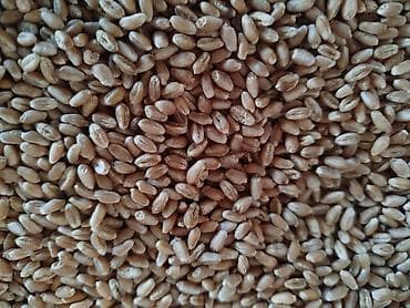 Буудай сумолокко ондургонго тазаланган, отборный, ото таза100 💯 баасы at lalafo.kg Буудай сумолокко ондургонго тазаланган, отборный, ото таза100 💯 баасы