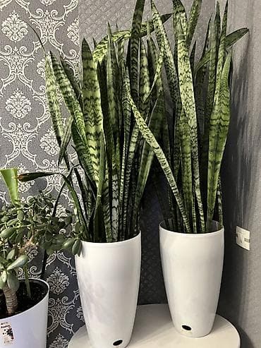 Сансевиерия (тёщин язык) в высоких декоративных кашпо. - at lalafo.kg Сансевиерия (тёщин язык) в высоких декоративных кашпо. -