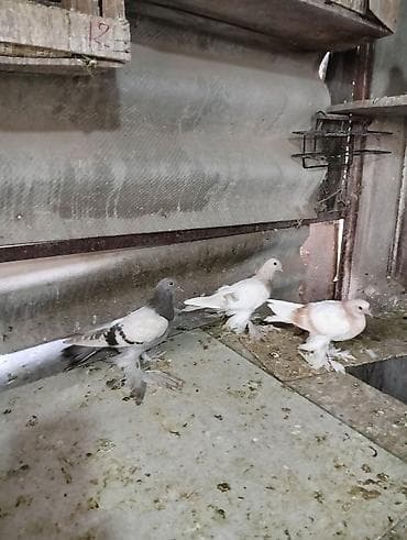 Продаю молодых голубей 1 шт стоит триста сом окончательно родители at lalafo.kg Продаю молодых голубей 1 шт стоит триста сом окончательно родители