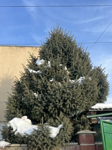 Ель 🌲 продается
На сруб at lalafo.kg Ель 🌲 продается
На сруб