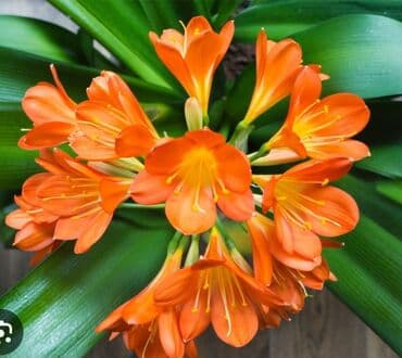 Продаю комнатные цветы. Не тепличные. Сансевиерия 700 сомов at lalafo.kg Продаю комнатные цветы. Не тепличные. Сансевиерия 700 сомов