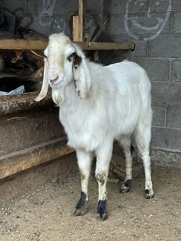 Продаю | Козёл (самец) | Для разведения | Осеменитель at lalafo.kg Продаю | Козёл (самец) | Для разведения | Осеменитель