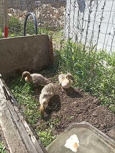 Утята (домашняя водоплавающая птица) - Порода: двор (смешанная) at lalafo.kg Утята (домашняя водоплавающая птица) - Порода: двор (смешанная)