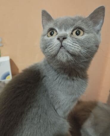 Скотиш Фолд (Шотландская вислоухая), 4 месяца, Девочка, Черный, Приучена к лотку at lalafo.kg Скотиш Фолд (Шотландская вислоухая), 4 месяца, Девочка, Черный, Приучена к лотку