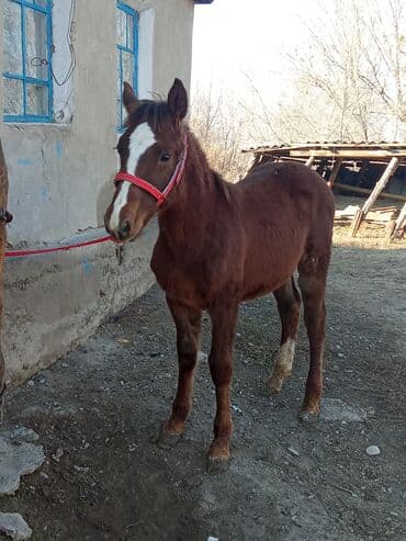 Продаю | Жеребенок | Рабочий at lalafo.kg Продаю | Жеребенок | Рабочий