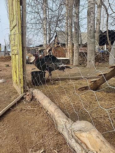 Полубронза чон короз сатылат at lalafo.kg Полубронза чон короз сатылат