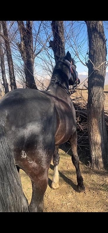 Продаю | Жеребец | Для разведения | Племенные at lalafo.kg Продаю | Жеребец | Для разведения | Племенные