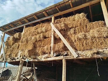 Өзгөн районуна караштуу Куршаб айылында экспарцеп таза чөп сатылат at lalafo.kg Өзгөн районуна караштуу Куршаб айылында экспарцеп таза чөп сатылат