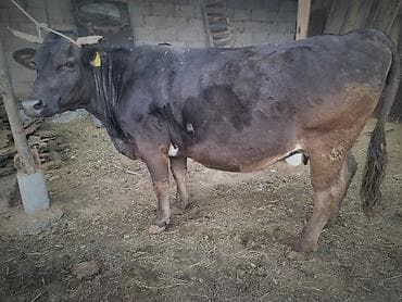 Продаю | Корова (самка) | Для молока | Стельные at lalafo.kg Продаю | Корова (самка) | Для молока | Стельные