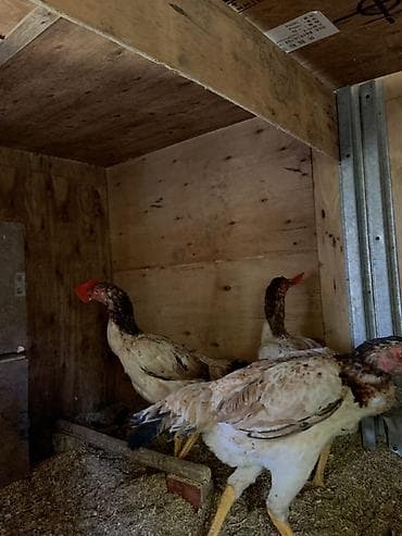 Продаю | Петух | Бойцовая | Для разведения at lalafo.kg Продаю | Петух | Бойцовая | Для разведения
