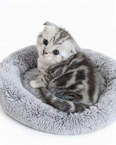 Скотиш Фолд (Шотландская вислоухая), 1 месяц, Мальчик, Черепаховый, Проглистована at lalafo.kg Скотиш Фолд (Шотландская вислоухая), 1 месяц, Мальчик, Черепаховый, Проглистована