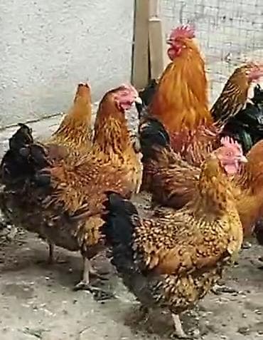 Продаю | Цыплята, Инкубационные яйца | Для разведения at lalafo.kg Продаю | Цыплята, Инкубационные яйца | Для разведения