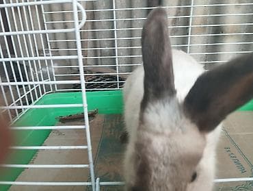 Башка: Продаю кролиху lalafo.kg да — 2 Башка: Продаю кролиху — 2