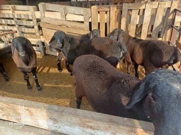 Продаю | Баран (самец) | На забой | Племенные at lalafo.kg Продаю | Баран (самец) | На забой | Племенные