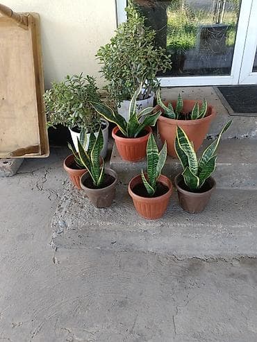 Сансевиерия (Sansevieria trifasciata, «щучий хвост», «тещин язык») в at lalafo.kg Сансевиерия (Sansevieria trifasciata, «щучий хвост», «тещин язык») в