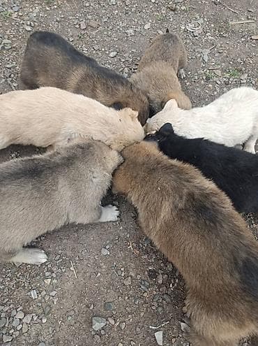 Отдам щенков даром at lalafo.kg Отдам щенков даром