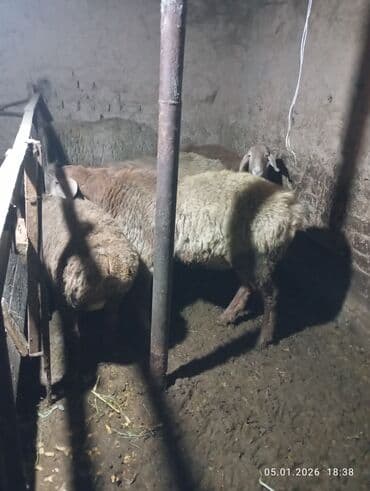 Продаю | Овца (самка) | Для разведения | Матка at lalafo.kg Продаю | Овца (самка) | Для разведения | Матка