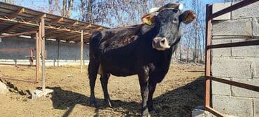 Продаю | Корова (самка) | Для молока at lalafo.kg Продаю | Корова (самка) | Для молока